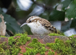 Photographed at St Peter Port. on 7/2/2025. Photo: &copy; Mike Cunningham