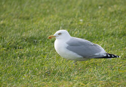 Photographed at Select location. on 15/2/2025. Photo: &copy; Julie Davis