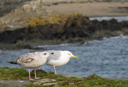 Photographed at Select location. on 15/2/2025. Photo: &copy; Julie Davis