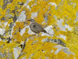 Photographed at Lihou Island. on 1/3/2025. Photo: &copy; Wayne Turner
