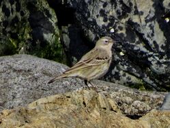 Photographed at Lihou Island. on 1/3/2025. Photo: &copy; Wayne Turner