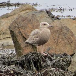 Photographed at Perelle. on 8/3/2025. Photo: &copy; Wayne Turner