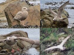 Photographed at Perelle. on 8/3/2025. Photo: &copy; Wayne Turner