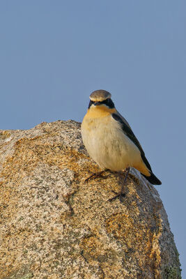 Photographed at Jaonneuse. on 12/3/2025. Photo: &copy; Kim Wilkinson