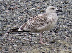 Photographed at Perelle. on 7/9/2024. Photo: &copy; Wayne Turner
