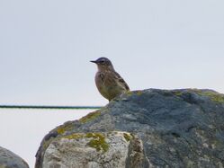 Photographed at Lihou Island. on 19/3/2025. Photo: &copy; Wayne Turner
