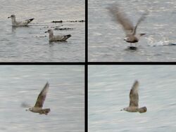 Photographed at Perelle. on 22/3/2025. Photo: &copy; Wayne Turner