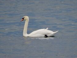 Photographed at Perelle. on 23/3/2025. Photo: &copy; Wayne Turner