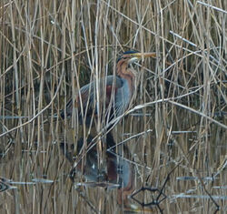 Photographed at Grands Marais/Pre [PRE]. on 24/3/2025. Photo: &copy; Cindy Loaring