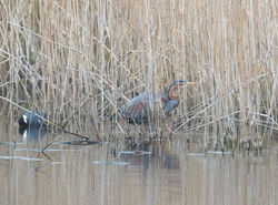 Photographed at Grands Marais / Pré. on 25/3/2025. Photo: &copy; Julie Davis