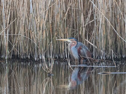 Photographed at Grands Marais / Pré. on 25/3/2025. Photo: &copy; Julie Davis