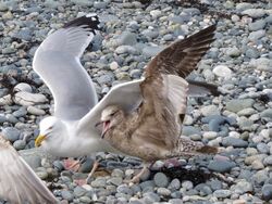 Photographed at Perelle. on 25/3/2025. Photo: &copy; Wayne Turner