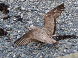Photographed at Perelle. on 25/3/2025. Photo: &copy; Wayne Turner