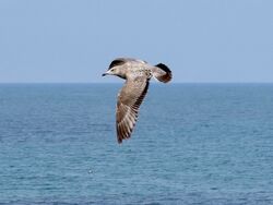 Photographed at Perelle. on 25/3/2025. Photo: &copy; Wayne Turner