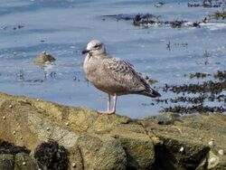 Photographed at Perelle. on 25/3/2025. Photo: &copy; Wayne Turner