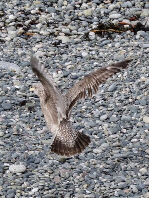 Photographed at Perelle. on 27/3/2025. Photo: &copy; Wayne Turner