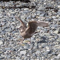 Photographed at Perelle. on 27/3/2025. Photo: &copy; Wayne Turner