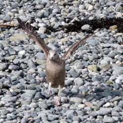 Photographed at Perelle. on 27/3/2025. Photo: &copy; Wayne Turner