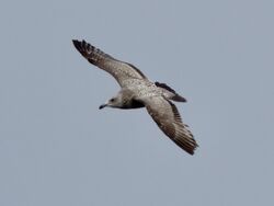 Photographed at Perelle. on 27/3/2025. Photo: &copy; Wayne Turner