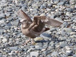 Photographed at Perelle. on 27/3/2025. Photo: &copy; Wayne Turner