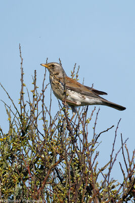 Photographed at Pleinmont. on 31/3/2025. Photo: &copy; Kim Wilkinson