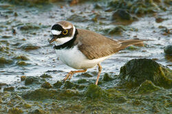 Photographed at Colin Best NR. on 1/4/2025. Photo: &copy; Christopher Wilkinson