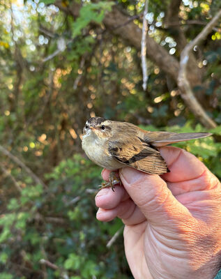 Photographed at Bordeaux. on 8/4/2025. Photo: &copy; Julie Davis