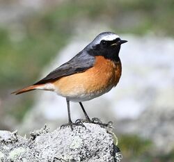 Photographed at Pleinmont. on 5/4/2025. Photo: &copy; Adrian Bott