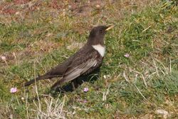 Photographed at Pleinmont. on 9/4/2025. Photo: &copy; Rod Ferbrache