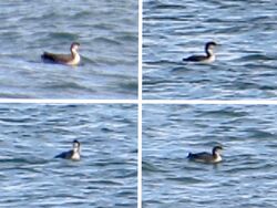 Photographed at Rocquaine. on 25/12/2022. Photo: &copy; Wayne Turner