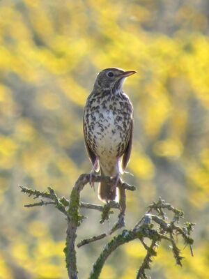 Photographed at Pleinmont. on 11/4/2025. Photo: &copy; Wayne Turner