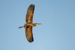 Photographed at Grands Marais/Pré. on 7/4/2025. Photo: &copy; Dave Carre