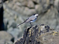 Photographed at Lihou Island. on 11/4/2025. Photo: &copy; Wayne Turner