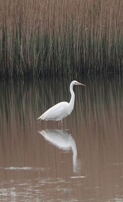 Photographed at Vale Pond [VAL]. on 12/4/2025. Photo: &copy; Cindy Loaring