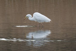 Photographed at Select location. on 12/4/2025. Photo: &copy; Christopher Wilkinson