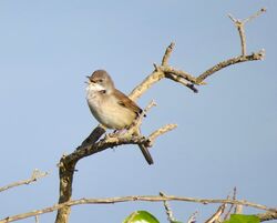 Photographed at Pleinmont. on 13/4/2025. Photo: &copy; Wayne Turner
