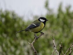 Photographed at Select location. on 0/0/0. Photo: &copy; Wayne Turner