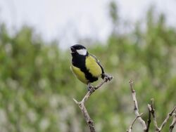 Photographed at Pleinmont. on 18/4/2025. Photo: &copy; Wayne Turner