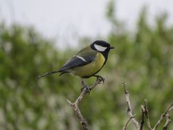 Photographed at Pleinmont. on 18/4/2025. Photo: &copy; Wayne Turner