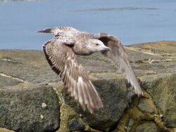 Photographed at Perelle. on 12/4/2025. Photo: &copy; Wayne Turner