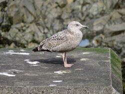 Photographed at Perelle. on 12/4/2025. Photo: &copy; Wayne Turner