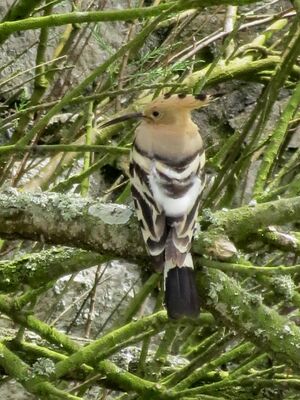 Photographed at Lihou Island. on 1/5/2025. Photo: &copy; Wayne Turner