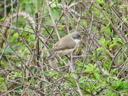 Photographed at Scramble Track. on 2/5/2025. Photo: &copy; Wayne Turner