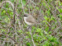 Photographed at Scramble Track. on 2/5/2025. Photo: &copy; Wayne Turner