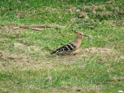 Photographed at Lihou Island. on 1/5/2025. Photo: &copy; Tony Bisson