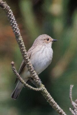 Photographed at Fort Hommet. on 7/5/2025. Photo: &copy; Rod Ferbrache