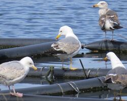 Photographed at Reservoir. on 11/5/2025. Photo: &copy; Wayne Turner