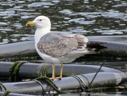 Photographed at Reservoir. on 11/5/2025. Photo: &copy; Wayne Turner