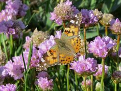 Photographed at Pleinmont. on 13/5/2025. Photo: &copy; Wayne Turner