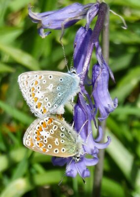 Photographed at Lihou Island. on 15/5/2025. Photo: &copy; Wayne Turner